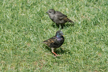 Common Starling (Sturnus vulgaris) in park, Central Russia