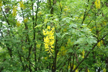 One yellow raceme of Laburnum anagyroides in May