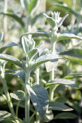 Small plant in garden nursery