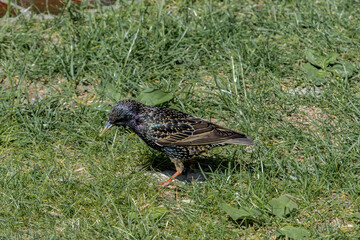 Common Starling (Sturnus vulgaris) in park, Central Russia