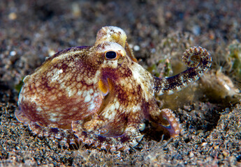 Coconut Octopus - Amphioctopus marginatus in the night. Underwater world of Tulamben, Bali, Indonesia.	