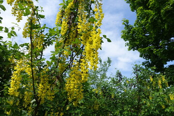 Fototapeta na wymiar Upright branches of blossoming Laburnum anagyroides against the sky in May