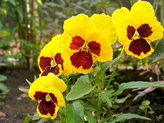 Bright yellow-red flowers growing in the garden