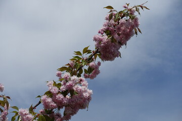 Inclined branch of sakura with double pink flowers against cloudy sky in April