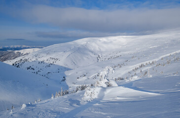 Snow covered fir trees on snowy mountain plateau, tops with snow cornices in far. Magnificent sunny day on picturesque beautiful alps ridge.