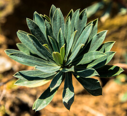 Plante grasse à Lastours, France