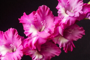 Double inflorescence of pink gladiolus on a black background. Beautiful flower close up