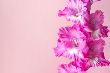 Double inflorescence of pink gladiolus on a pastel background. Beautiful flower close up