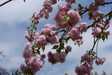 Numerous double pink flowers of sakura against the sky in April