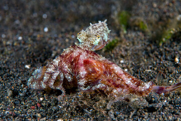 Long armed octopus caught a shrimp and eating it. Macro underwater world of Tulamben, Bali, Indonesia. 