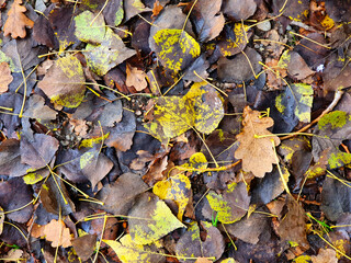 Villanova d'Ardenghi (Pavia)