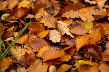 Water drops on oak leaves