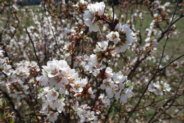 White flowers of prunus tomentosa in April