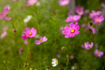 Purple, pink, cosmos flowers in the garden  background in vintage style soft focus.