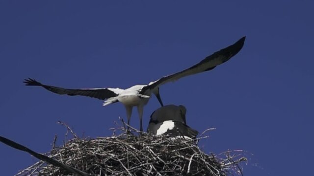 Three white stork chicks in nest. Chicks before departure. One of chicks tries its wings and this is typical behavior before leaving nest, fly the nest. Super slow motion 1000 fps
