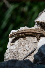 A brown gecko lizard laying in the sun