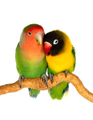 Naklejka na ściany i meble Couple of lovebirds