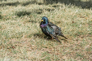 Common Starling (Sturnus vulgaris) in park, Central Russia