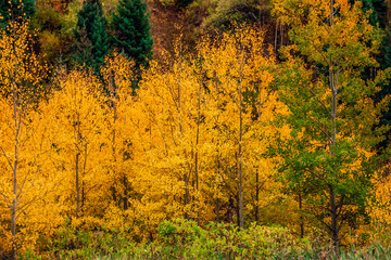 Maroon Bells Snowmass Wilderness USA
