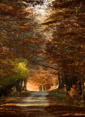 Fototapeta na wymiar mystic view of mountain forest in autumn
