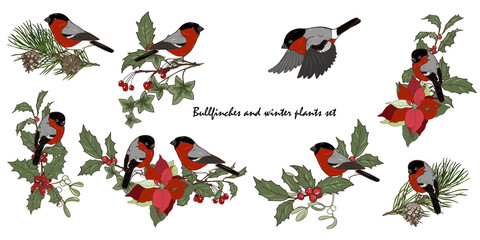 Bullfinches and Christmas plants, new year compositions with winter plants and birds, set, vector illustration