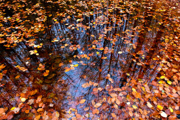 Blätter Laub Herbst Buchenblatt Laubfärbung Teich Tümpel See Spiegelung Wasser Oberfläche schwimmen orange Reflektion Wald Natur Jahreszeit gelb Deutschland Sauerland Hintergrund Farben Bäume