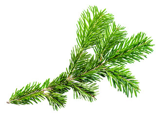 Fir tree branch isolated on white background. Christmas tree twig  close up. Top view.