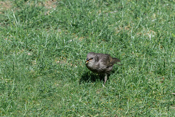 Immature Common Starling (Sturnus vulgaris) in park, Central Russia