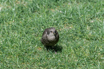 Immature Common Starling (Sturnus vulgaris) in park, Central Russia