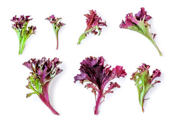 Creative layout made of Salad leaves lettuce isolated on white background. Purple Lettuce  flat lay. Top view. - obrazy, fototapety, plakaty