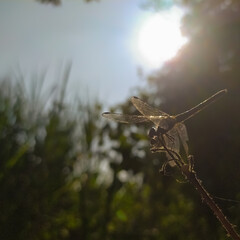 Dragonfly resting on tip of stick against morning silhouette sunlight