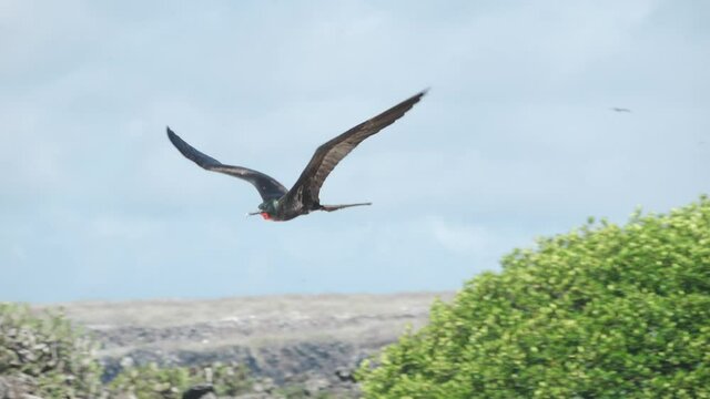 Male Frigate Bird Flying Overhead in Slow Motion Flapping Large Wings on Genovesa Island, Galapagos