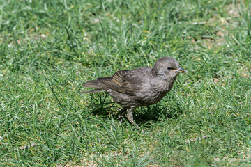 Immature Common Starling (Sturnus vulgaris) in park, Central Russia