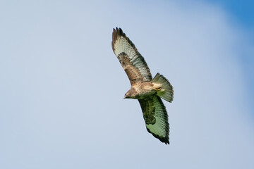 One buzzard bird, bird of pray, buteo buteo, in flight against a blue sky and white clouds