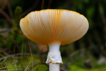 Fliegenpilze Amanita muscaria Lamellen Fruchtkörper giftig Wald Herbst Sauerland von unten Details Froschperspektive Deutschland Achtung Märchen Heilkunde Netzwerk rot weiß Punkte
