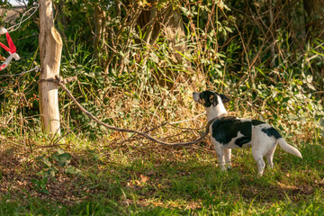 Sad Jack Russell Terrier, dog left alone in a forest, tied with a rope to a tree. Consept animal cruelty