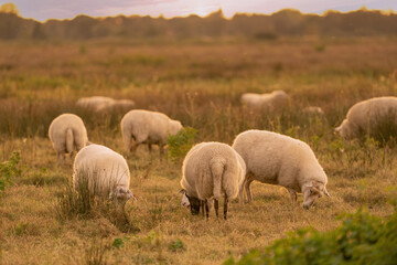 Dutch sheep eat fresh green grass during sunrise on the field in autumn with sun in the back