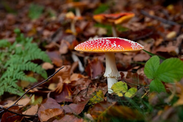 Fliegenpilze Amanita muscaria Fruchtkörper giftig Wald Herbst Sauerland Verfall Deutschland Achtung Märchen Heilkunde Frucht Netzwerk Flocken rot weiß Punkte Laub Unterholz Sauerland
