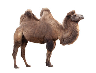 Camel isolated on white background.  An even-toed ungulate in the genus Camelus.