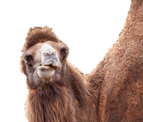 Close up of camel chewing isolated on white background.