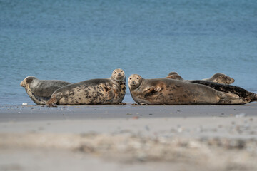 Naklejka premium Funny lazy seals in the sea of Dune, Germany. Two seals look straight into the camera