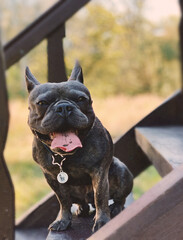 french bulldog puppy sitting