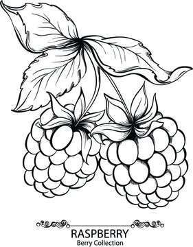 Raspberry. Vector illustration of ink hand drawn berry
