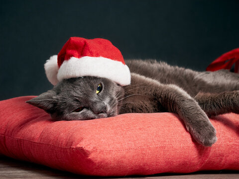 Resting cat wearing a Santa Claus Christmas hat