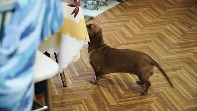 Dog dachshund walks on the floor near the table in the kitchen and wags his tail