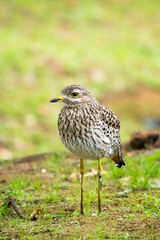 Spotted thick-knee bird (Burhinus capensis) spotted dikkop or Cape thick-knee closeup wild portrait