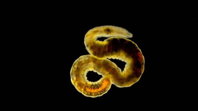 Worm of the Lumbriculidae family under a microscope, class Clitellata. Oligochaeta specimen found at Lake Baikal