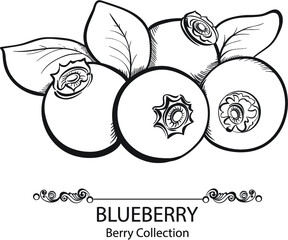 Stylized hand drawn black and white illustration of blueberry