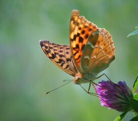 butterfly on flower
