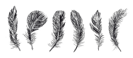 Feathers set on white background. Hand drawn sketch style.	